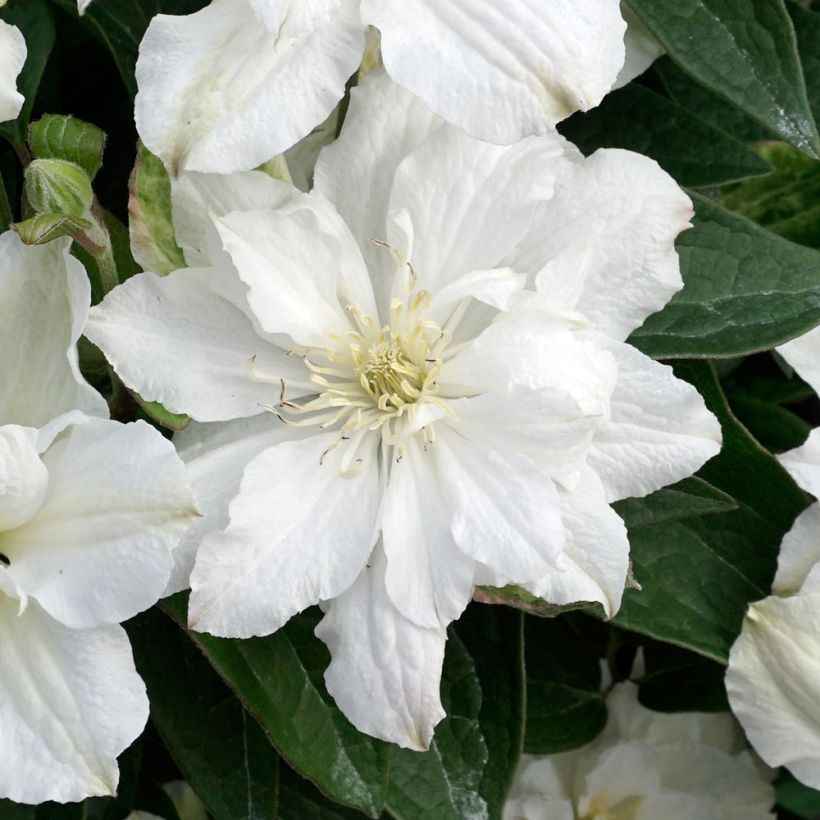 Waldrebe White Arabella - Clematis (Blüte)