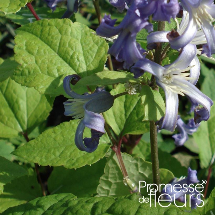 Clematis heracleifolia Côte d'Azur - Stauden-Waldrebe (Laub)