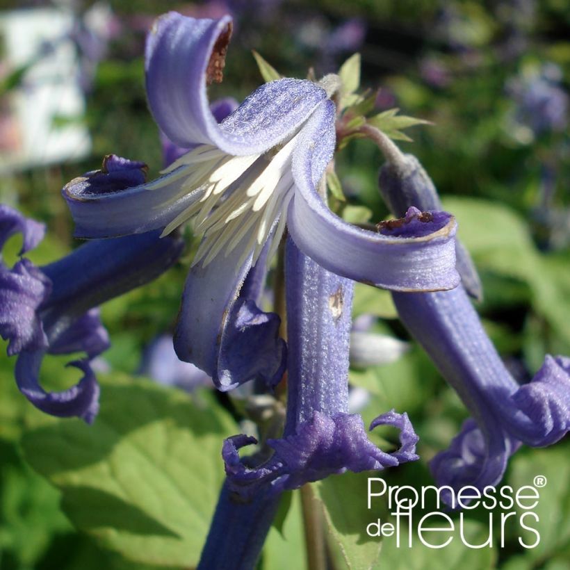 Clematis heracleifolia Côte d'Azur - Stauden-Waldrebe (Blüte)