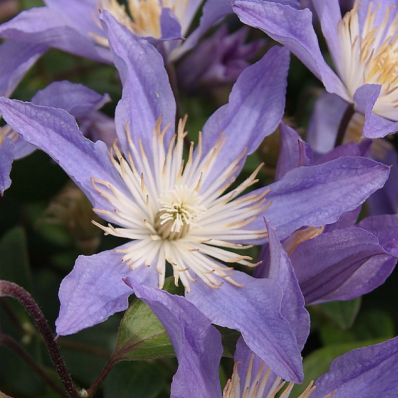 Clematis integrifolia Blue River - Stauden-Waldrebe (Blüte)