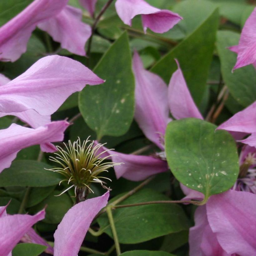 Clematis integrifolia Saphyra Duo Rose - Stauden-Waldrebe (Laub)