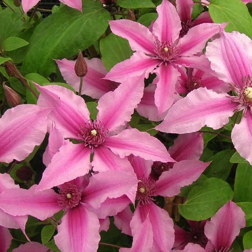 Clematis integrifolia Saphyra Duo Rose - Stauden-Waldrebe (Blüte)