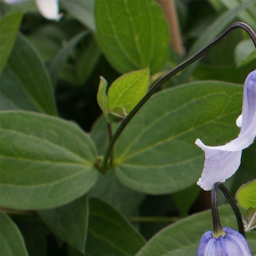 Clematis integrifolia Twinkle - Stauden-Waldrebe (Laub)