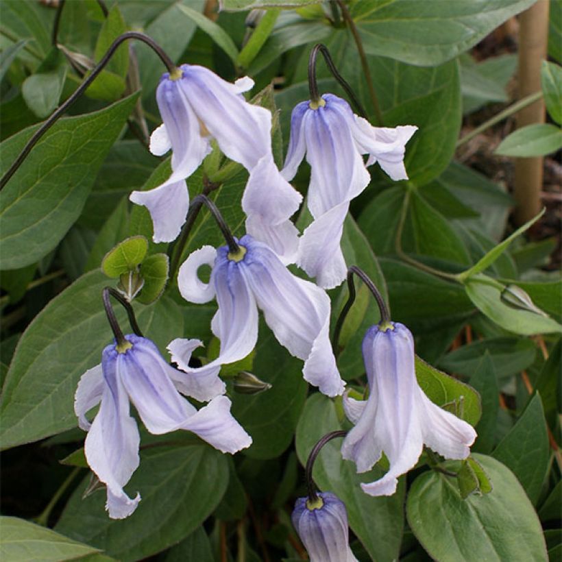 Clematis integrifolia Twinkle - Stauden-Waldrebe (Blüte)