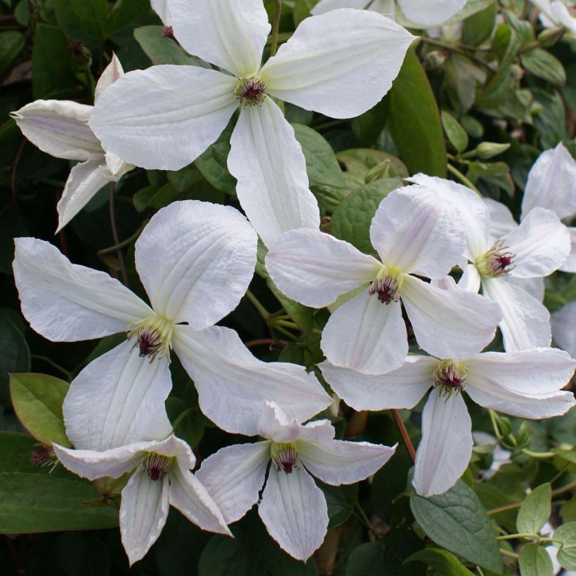 Clematis jackmanii Forever Friends - Waldrebe (Blüte)