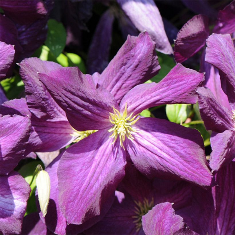 Clematis jackmanii Purpurea - Waldrebe (Blüte)