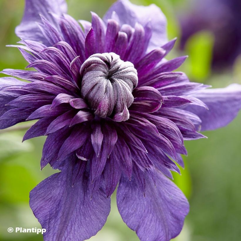 Waldrebe Kokonoe - Clematis (Blüte)