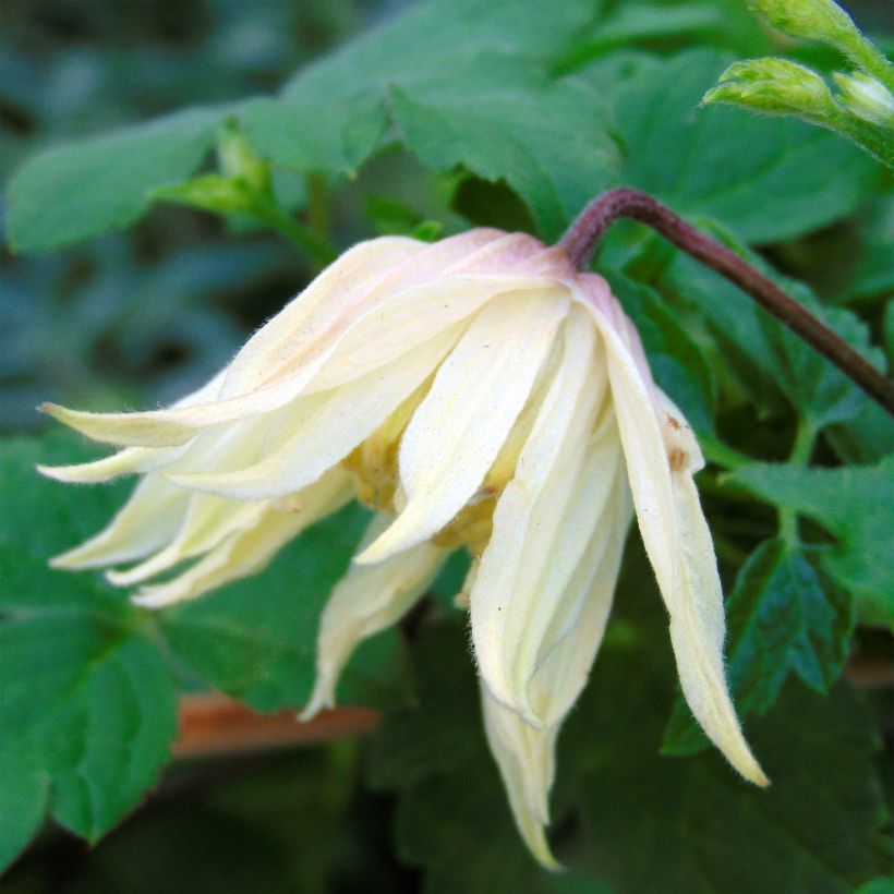 Clematis koreana Amber - Waldrebe (Blüte)