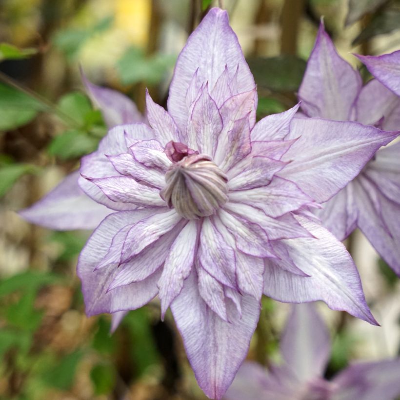 Waldrebe Lady Kyoko - Clematis (Blüte)