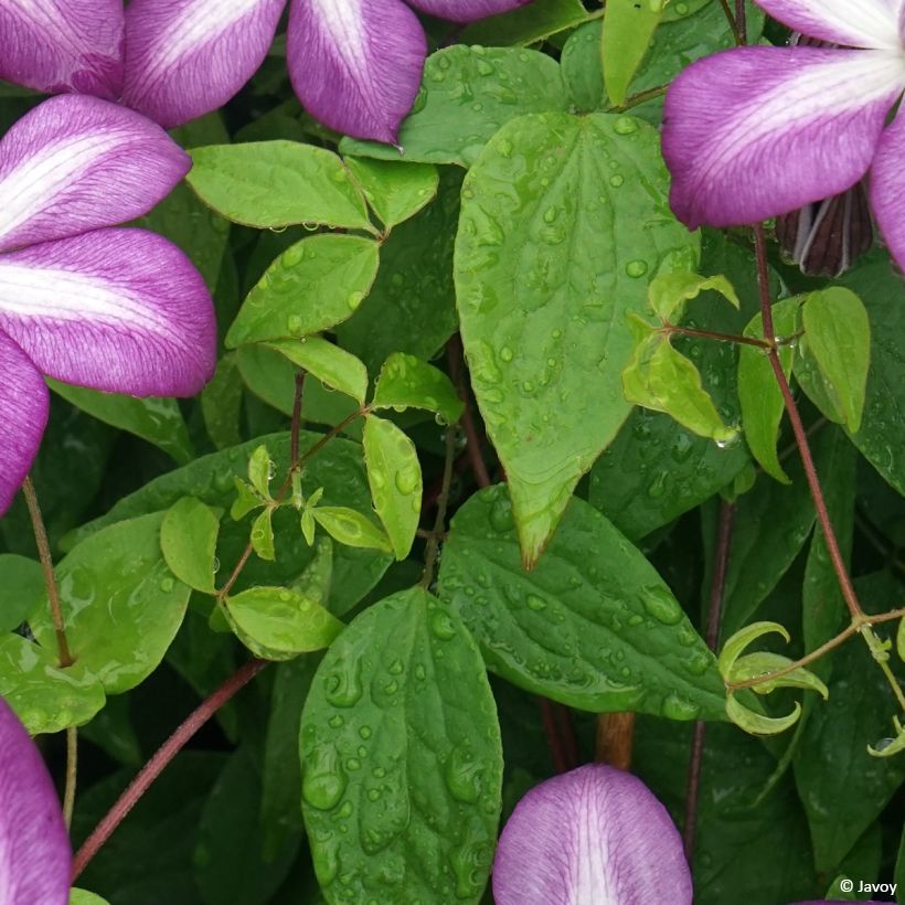 Waldrebe Lavallée n°1 - Clematis (Laub)