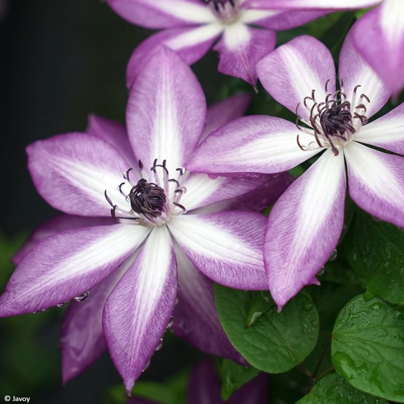 Waldrebe Lavallée n°1 - Clematis (Blüte)