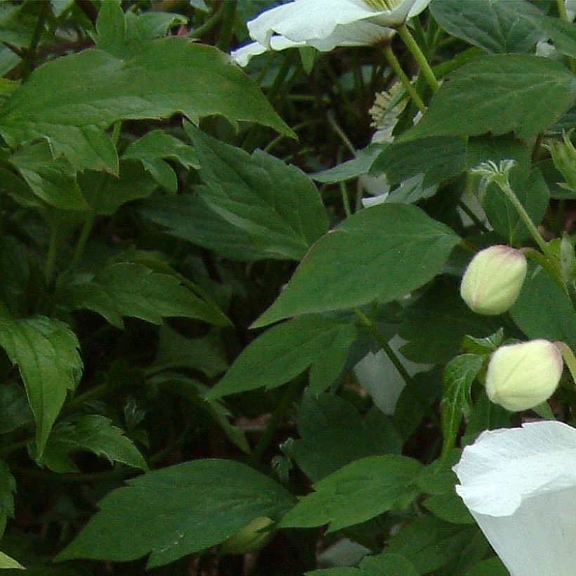 Clematis montana Grandiflora - Berg-Waldrebe (Laub)