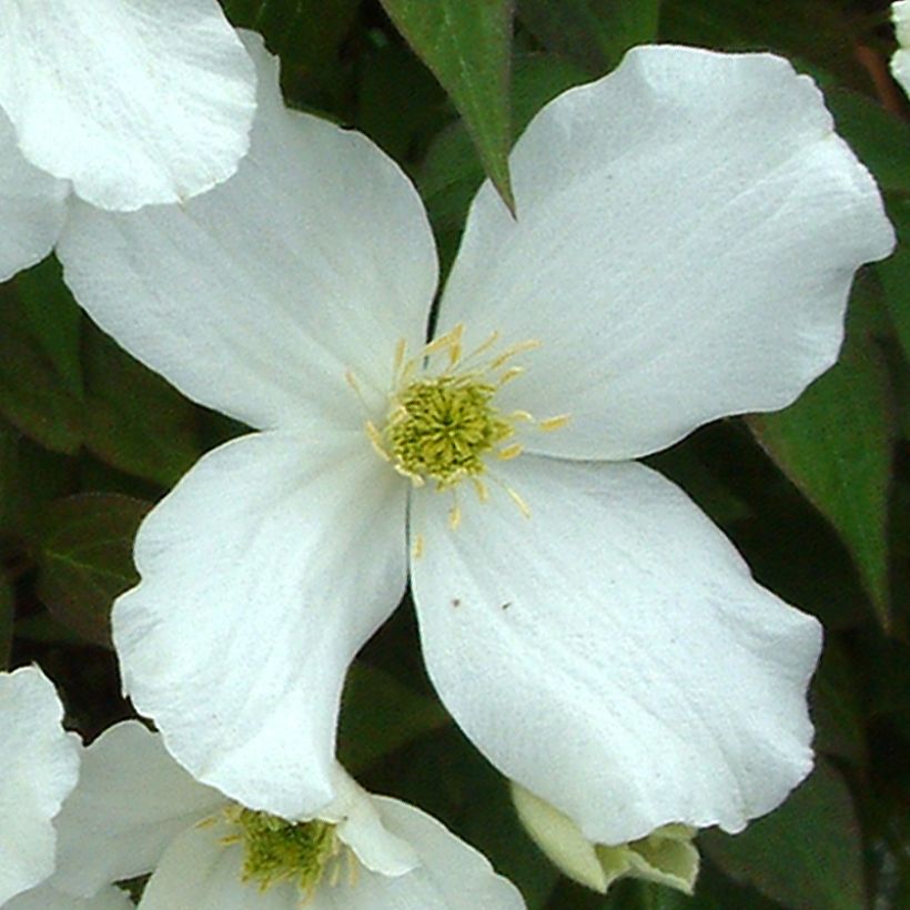 Clematis montana Grandiflora - Berg-Waldrebe (Blüte)