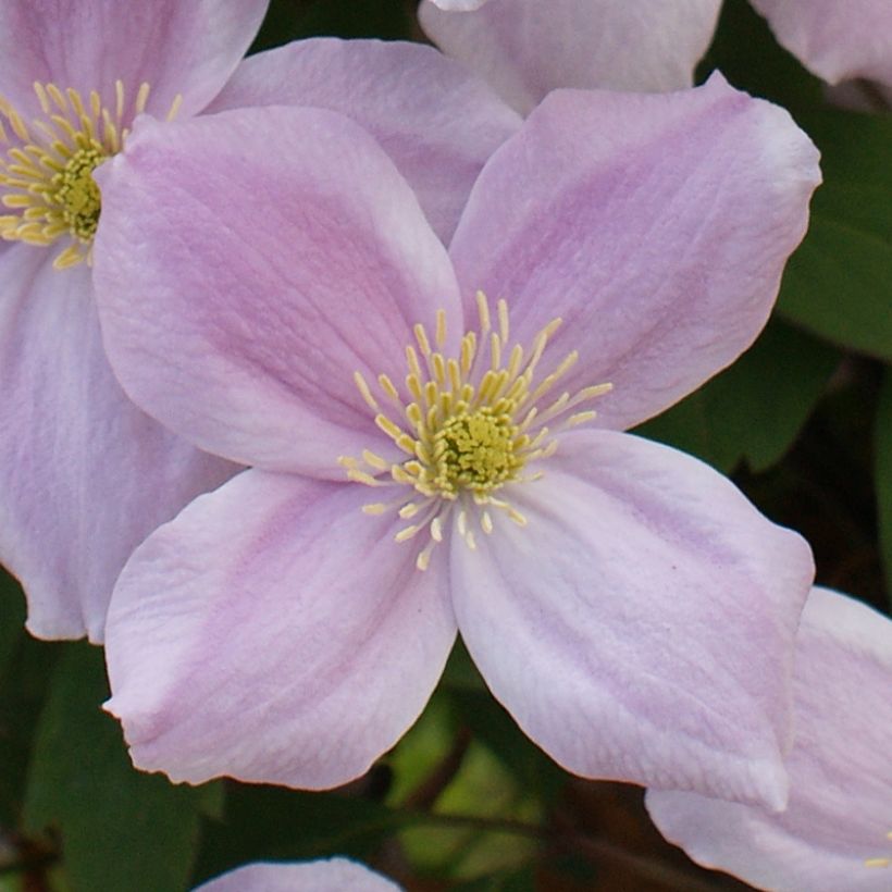 Waldrebe Pink Perfection - Clematis (Blüte)