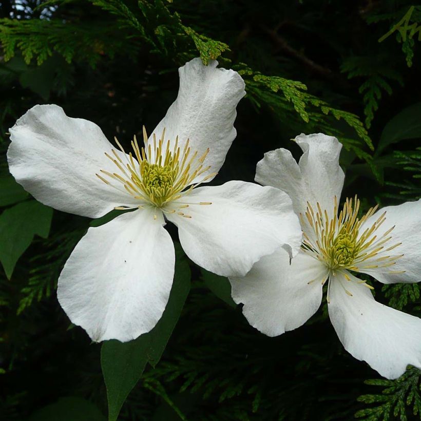 Clematis montana Spooneri - Berg-Waldrebe (Blüte)