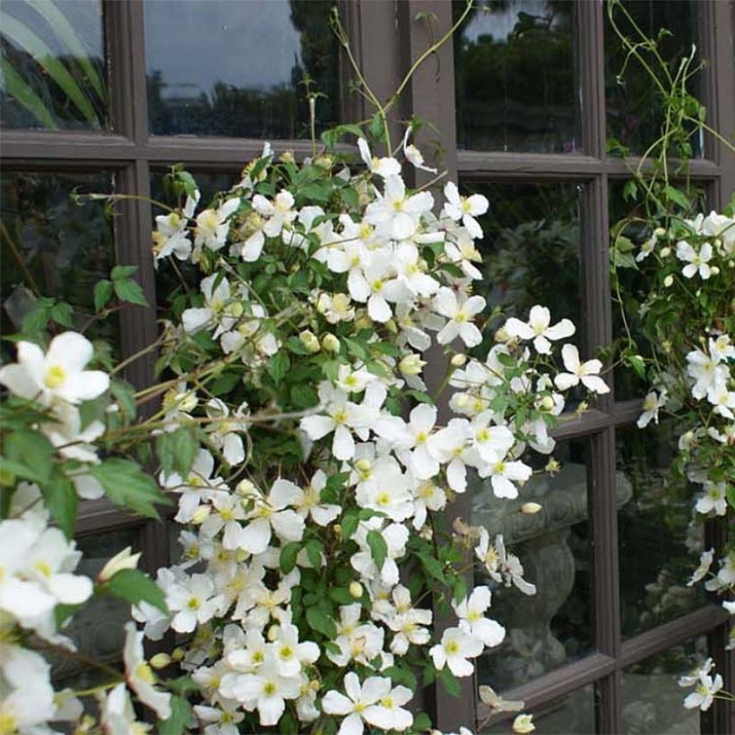 Clematis montana Spooneri - Berg-Waldrebe (Hafen)