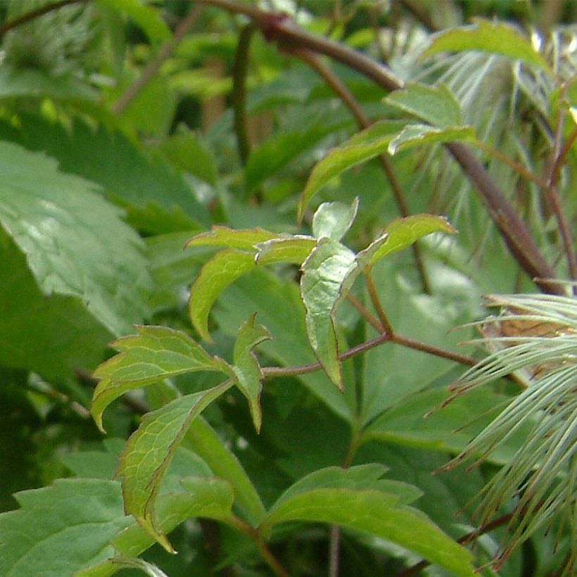 Clematis serratifolia - Waldrebe (Laub)