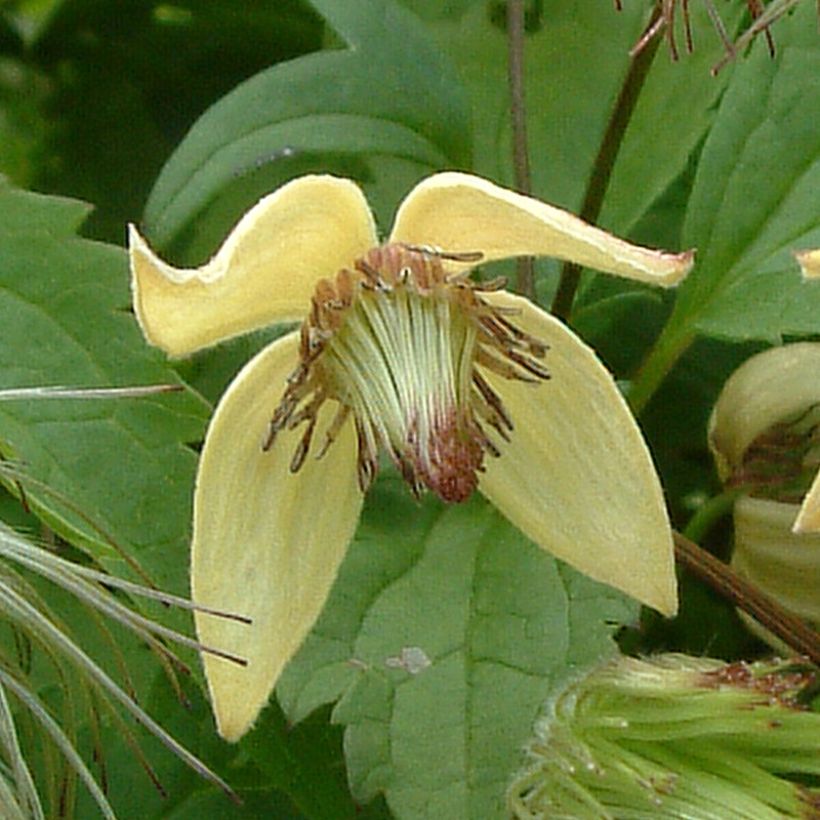 Clematis serratifolia - Waldrebe (Blüte)