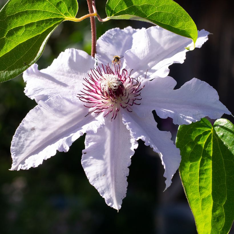 Waldrebe Snow Queen - Clematis (Blüte)