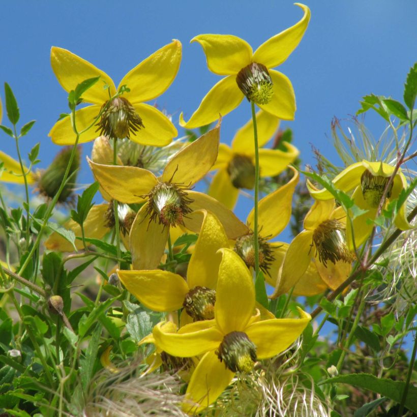 Clematis tibetana subsp. tangutica - Waldrebe (Blüte)