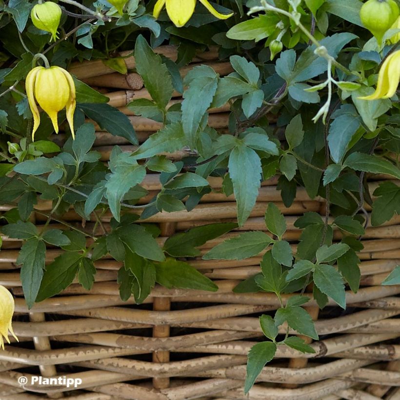 Clematis tangutica Little Lemons - Gold-Waldrebe (Laub)