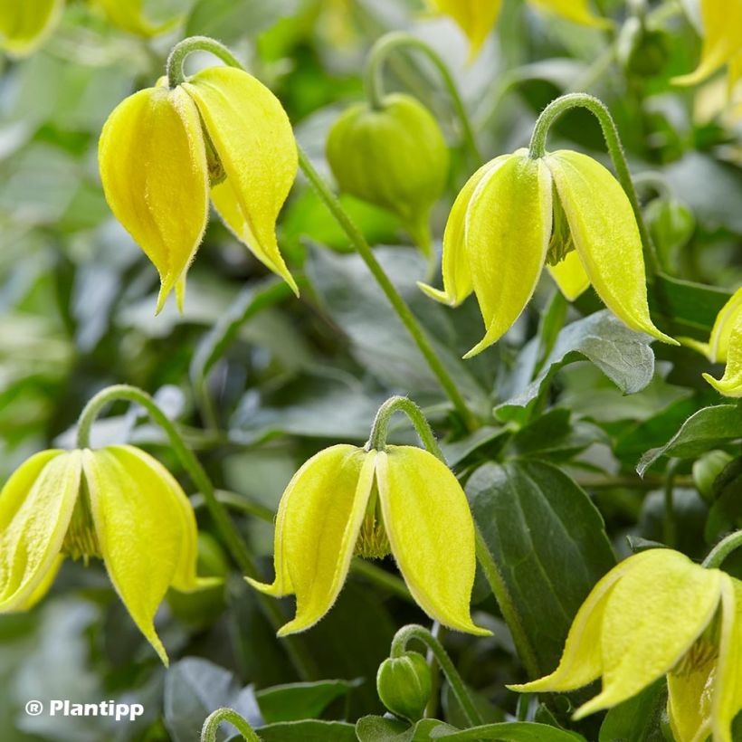 Clematis tangutica Little Lemons - Gold-Waldrebe (Blüte)