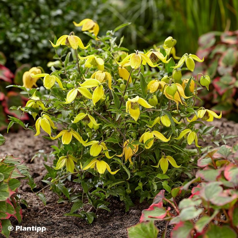 Clematis tangutica Little Lemons - Gold-Waldrebe (Hafen)