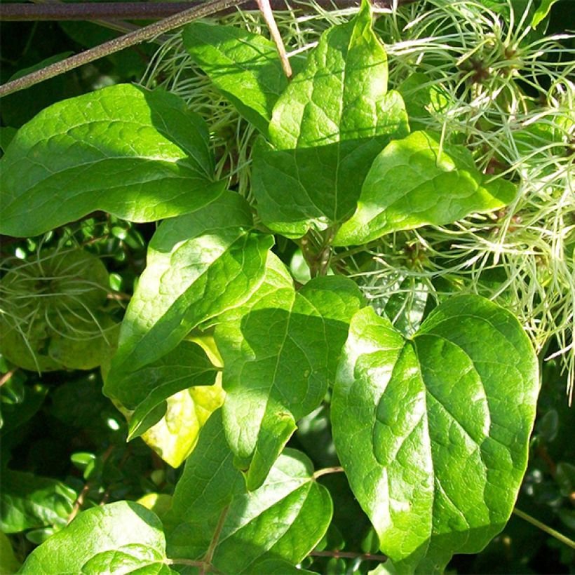 Clematis vitalba - Gewöhnliche Waldrebe (Laub)