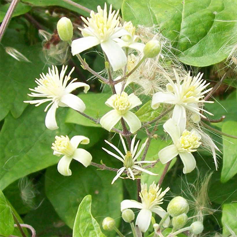 Clematis vitalba - Gewöhnliche Waldrebe (Blüte)