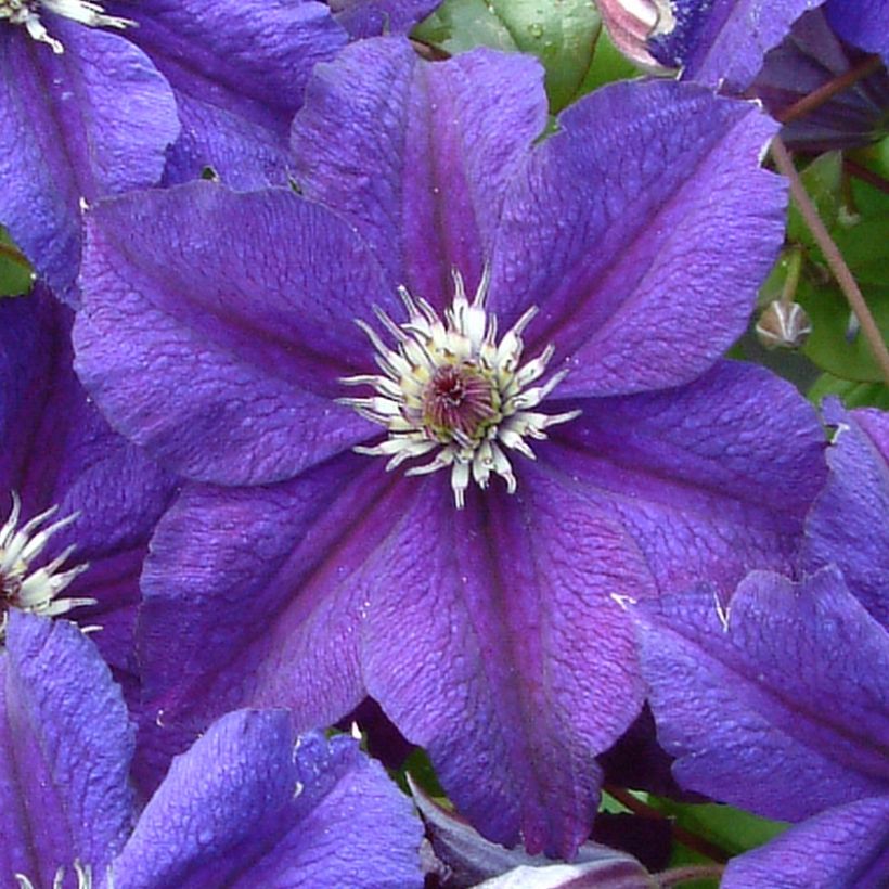 Waldrebe Happy Birthday (Jewel of Merk) - Clematis (Blüte)