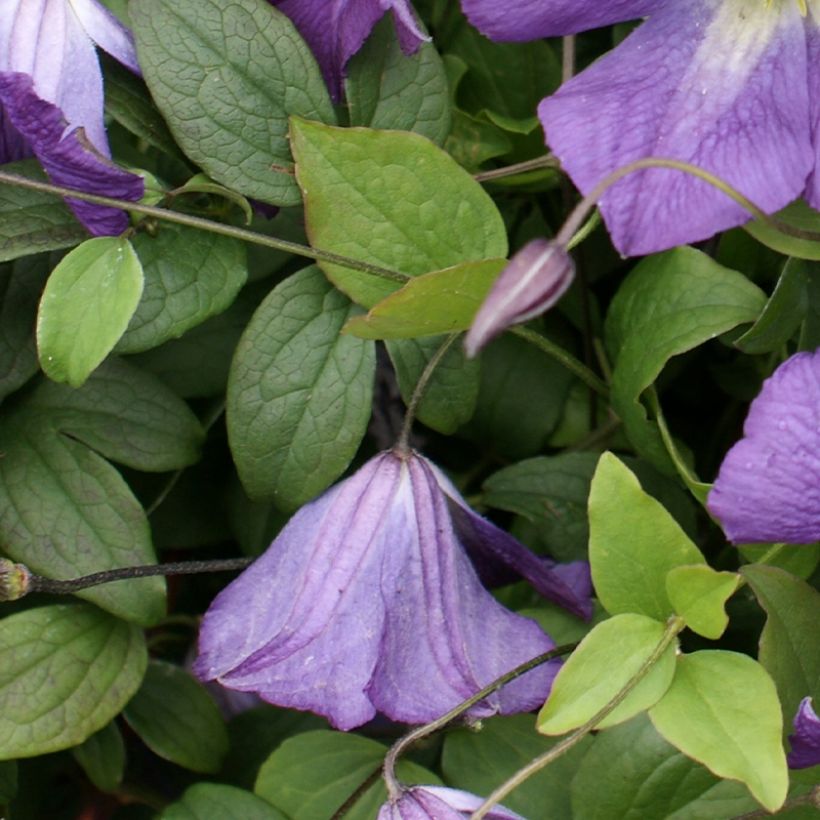 Waldrebe Little Bas - Clematis (Laub)