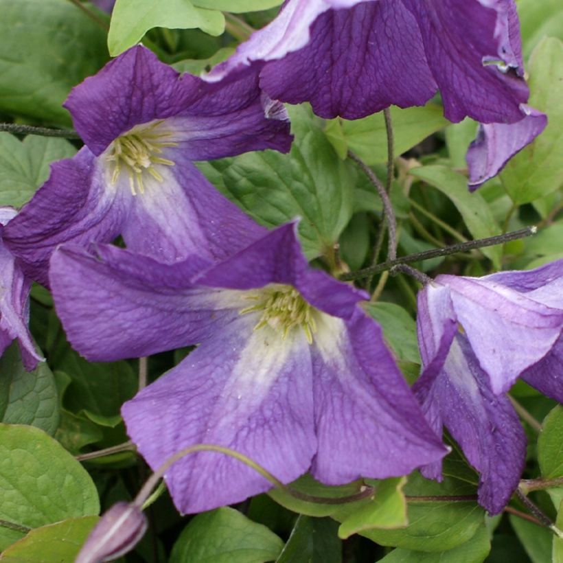 Waldrebe Little Bas - Clematis (Blüte)