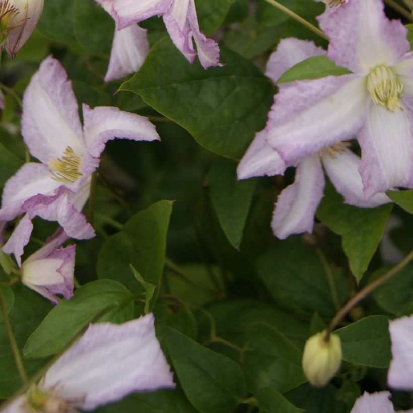 Waldrebe Little Nell - Clematis (Laub)