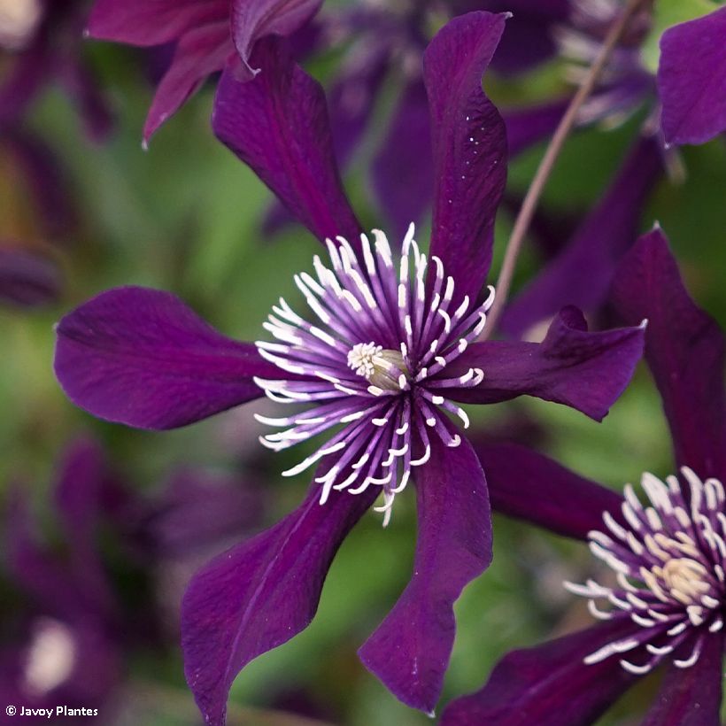 Waldrebe Panther - Clematis (Blüte)