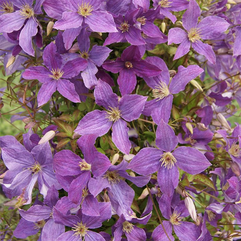 Clematis viticella Sunny Sky - Waldrebe (Blüte)