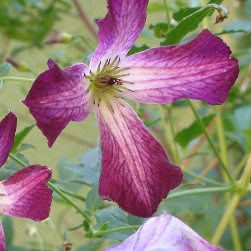 Clematis viticella Walemburg - Waldrebe (Blüte)