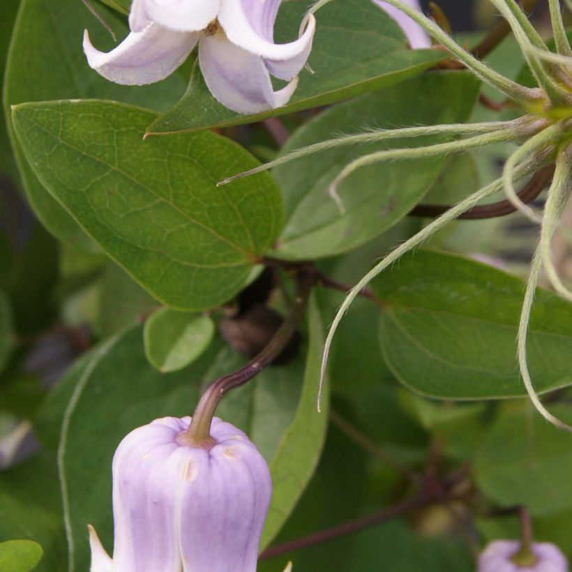 Waldrebe Annabella - Clematis (Laub)