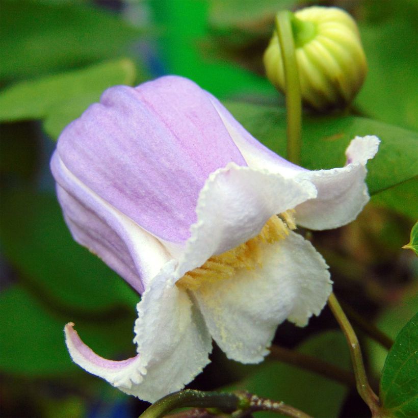 Waldrebe Annabella - Clematis (Blüte)