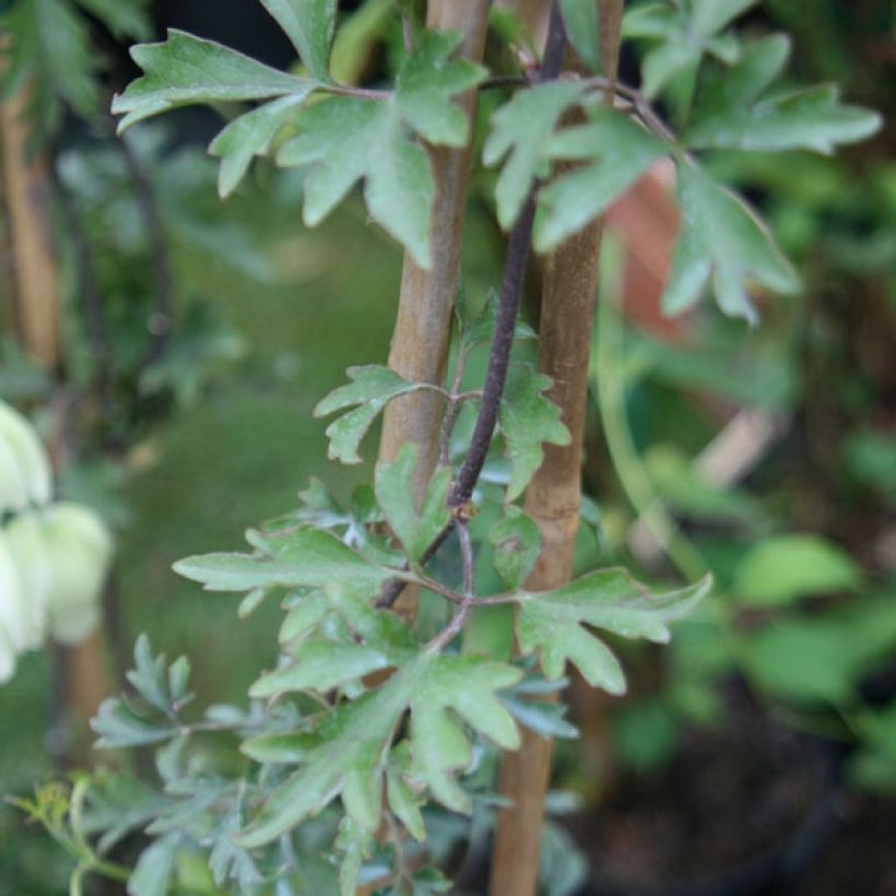 Waldrebe Avalanche - Clematis (Laub)