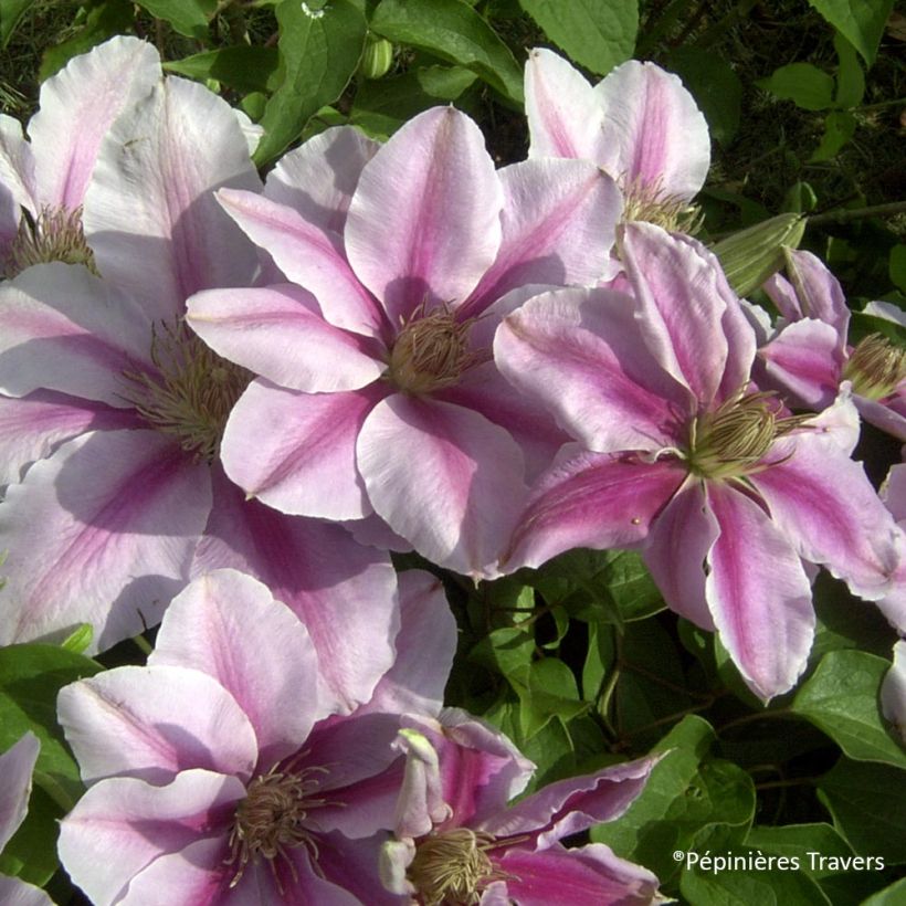 Waldrebe Bee's Jubilée - Clematis (Blüte)