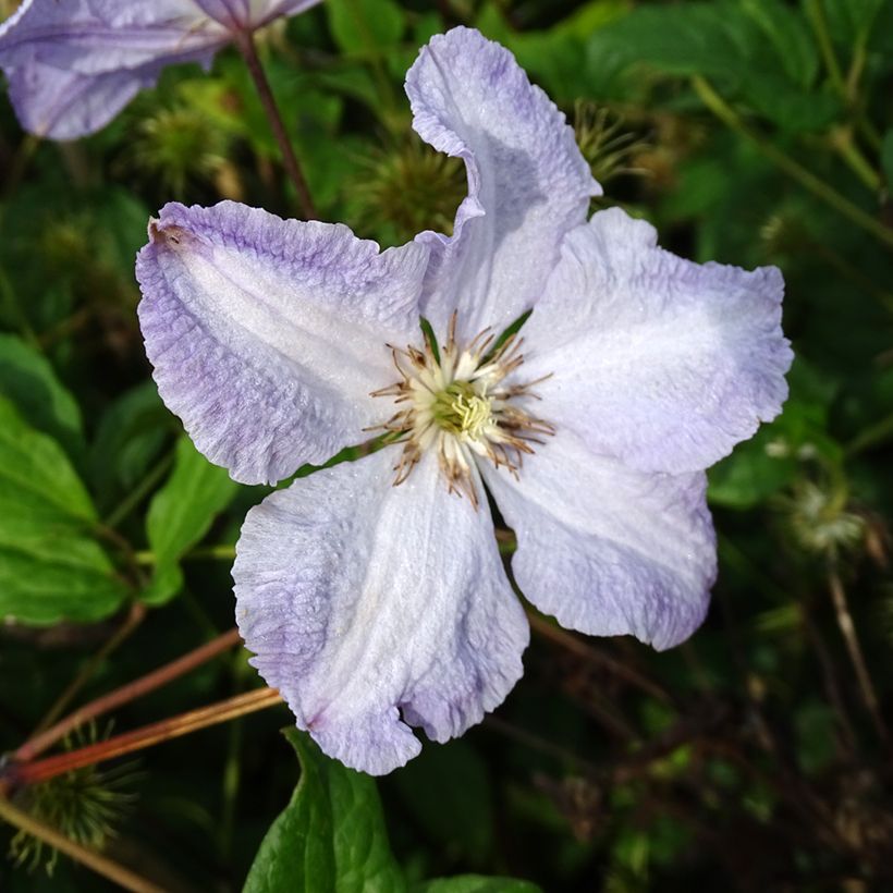 Waldrebe Blekitny aniol - Clematis (Blüte)