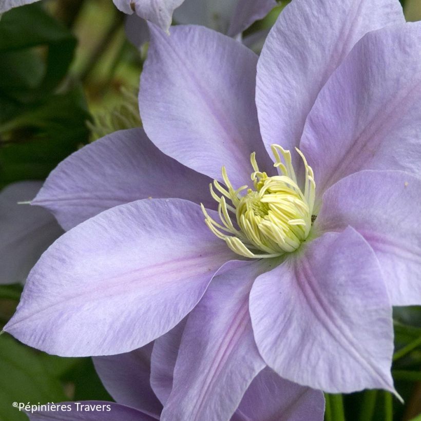 Waldrebe Blue Eyes - Clematis (Blüte)