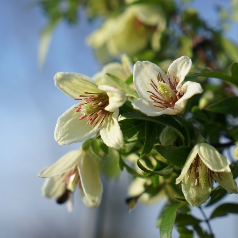 Clematis napaulensis Christmas Surprise - Waldrebe (Blüte)