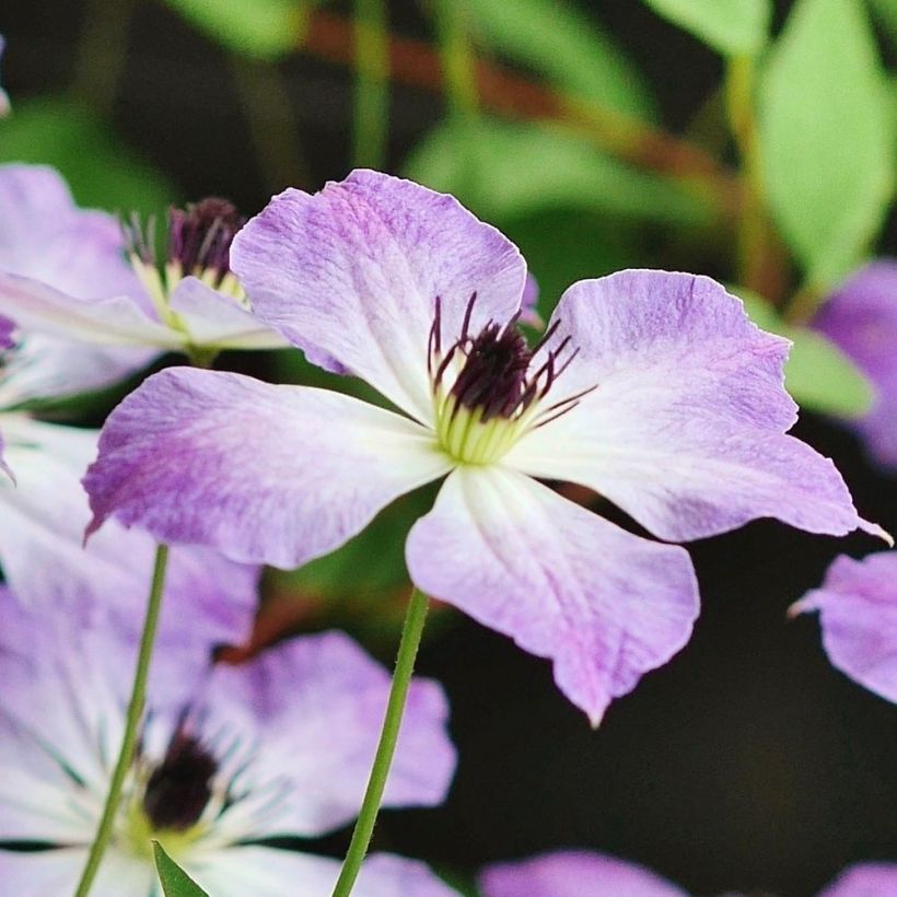 Waldrebe Cloudburst - Clematis (Blüte)