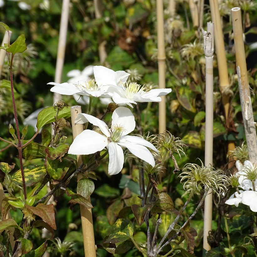 Clematis integrifolia Baby Star - Stauden-Waldrebe (Blüte)