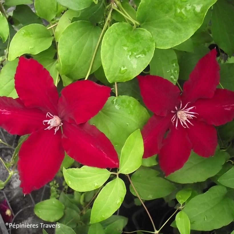 Waldrebe Bourbon - Clematis (Laub)