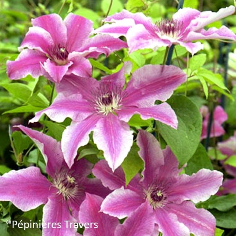 Waldrebe Carnaby - Clematis (Blüte)