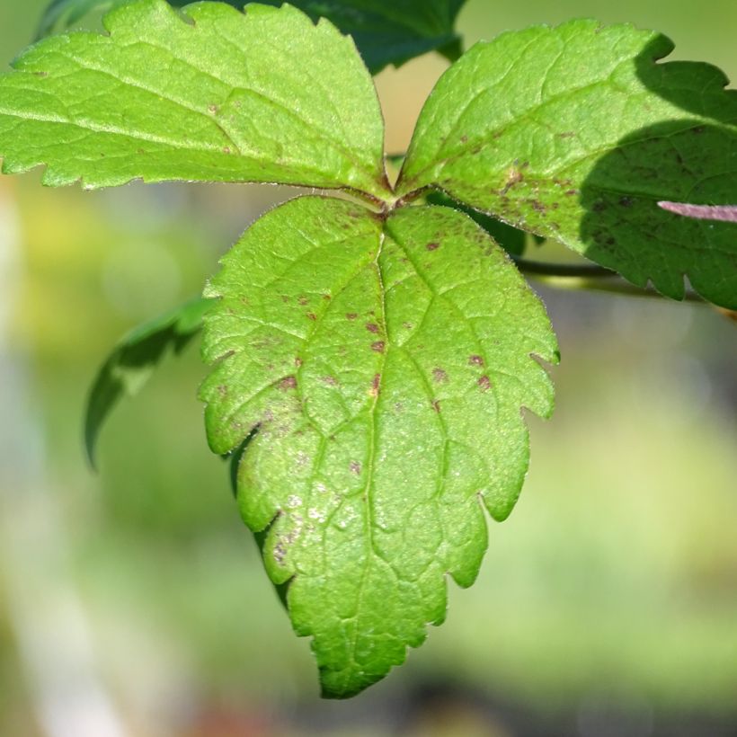 Waldrebe Columella - Clematis (Laub)