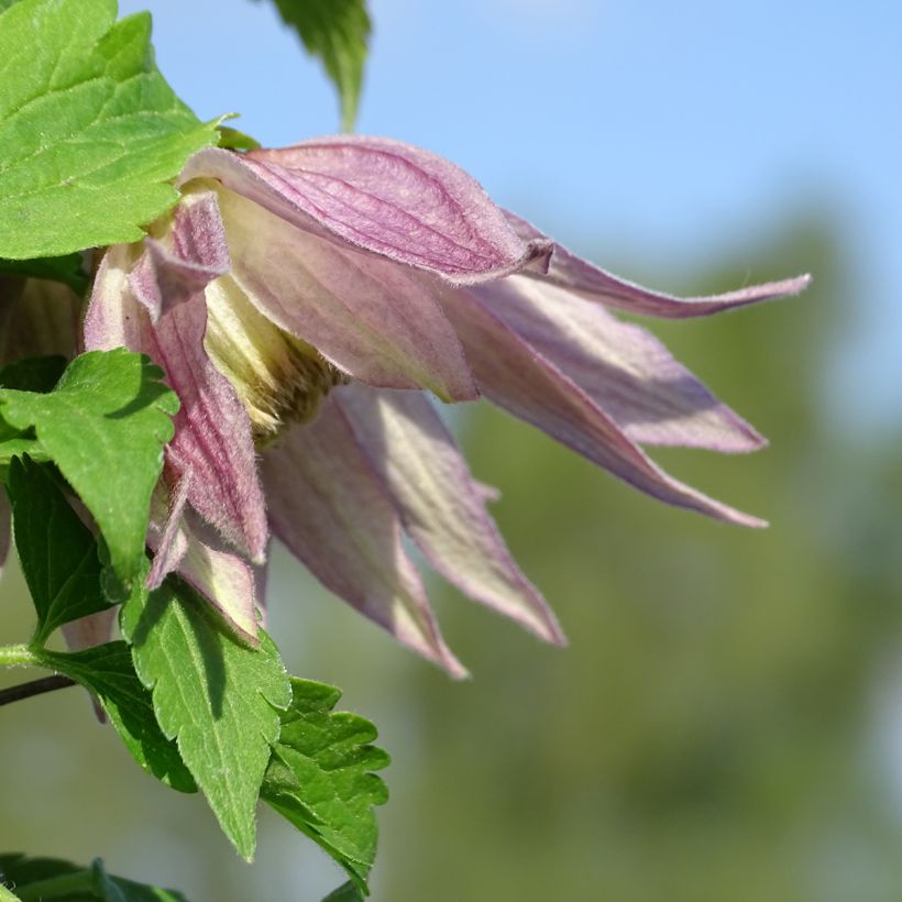 Waldrebe Columella - Clematis (Blüte)