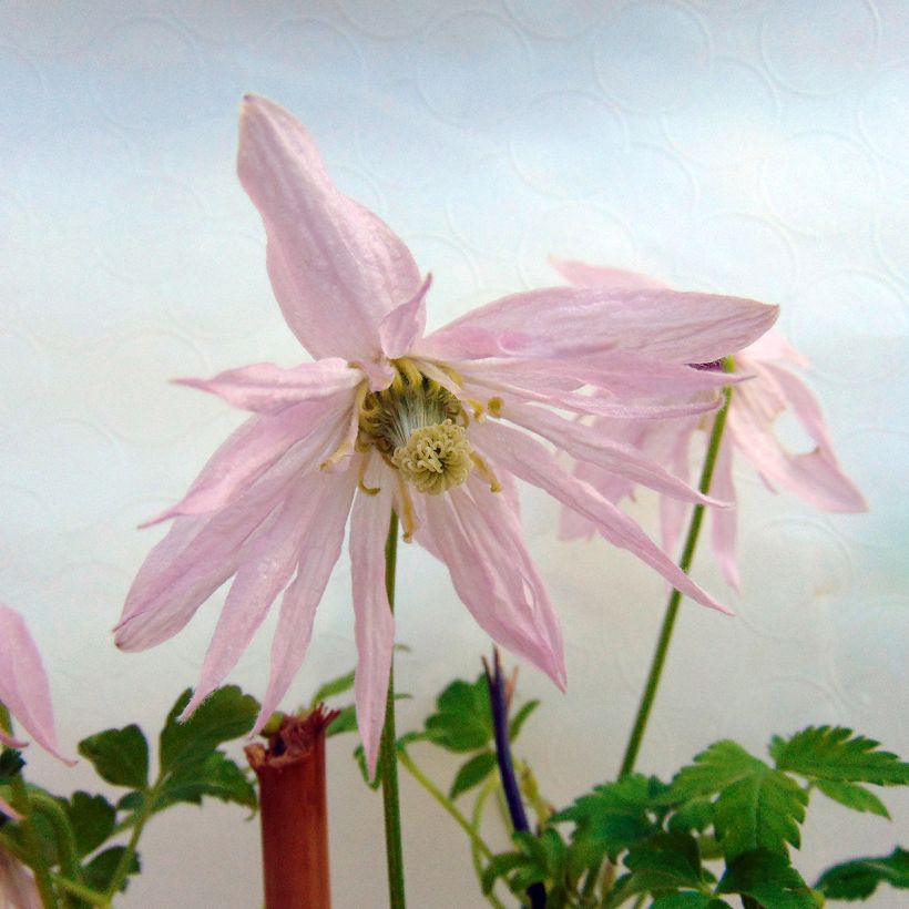 Waldrebe Country Rose - Clematis (Blüte)